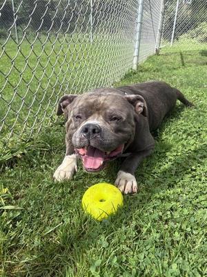 Meatball, Staffordshire Bull Terrier / American, adult, available for adoption