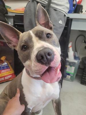 Pepper, Pit Bull Terrier, adult, available for adoption