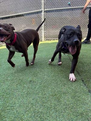 Two dogs, one dark brown and one black, running on artificial grass with their tongues out.