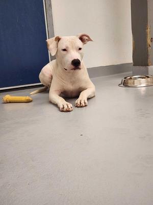 A white dog lying on a gray floor with a yellow toy and a metal bowl nearby.