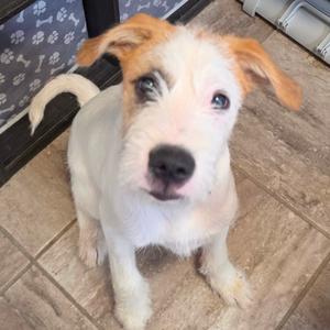 a small white and brown dog with floppy ears sitting on a tiled floor