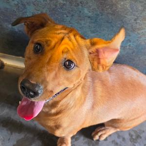 Stanley, Hound, Basset, adult, available for adoption
