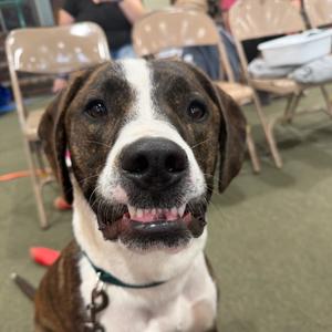 Kimbo, Terrier, American Pit Bull, adult, available for adoption