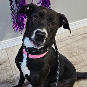 Hailey, Mixed Breed (Medium), adult, available for adoption