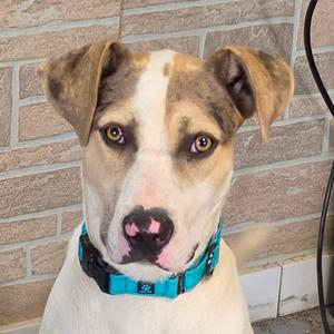 A close-up of a dog with a white and brown face, wearing a blue collar, sitting in front of a brick wall.