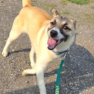 A happy dog with a light brown and white coat, wearing a green leash, standing on a gravel surface with its tongue out.