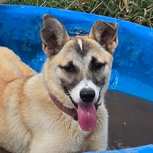 Lainey, Husky, adult, available for adoption