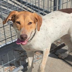 Latte, Beagle, young, available for adoption
