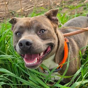 Harley, Terrier, adult, available for adoption