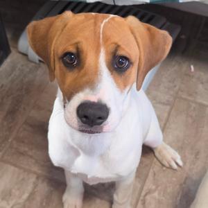 Devon, Mixed Breed (Large), puppy, available for adoption