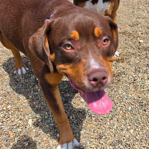 Brownie, Bernese Mountain Dog, adult, available for adoption