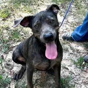 Arlo, Labrador Retriever / Mixed Breed, adult, available for adoption