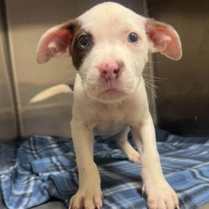 Caraxes (p), Mixed Breed, puppy, available for adoption