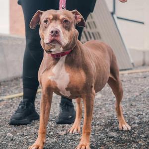 Butters, Boxer / Mixed Breed, senior, available for adoption