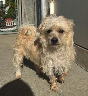 A small, scruffy dog with light brown and white fur standing on a concrete surface.