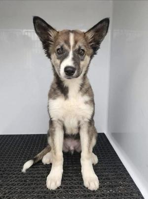 a small puppy with large ears sitting on a black mat