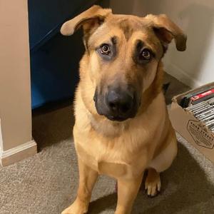 Brooklyn Boi, Shepherd / Mixed Breed, adult, available for adoption