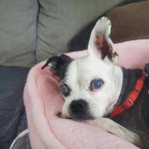 Alice, Boston Terrier / Chihuahua, senior, available for adoption