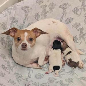 A small white and brown dog lying on a patterned blanket with two puppies nursing from her.