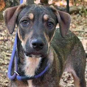 A brown and black dog with floppy ears wearing a blue collar, standing outdoors in a wooded area.