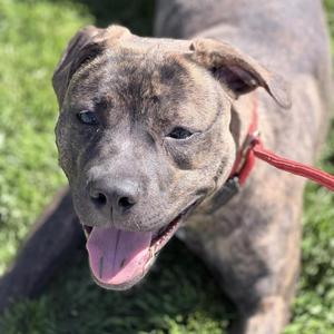 Calla, Mixed Breed, young, available for adoption