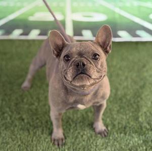 A French bulldog standing on a green artificial turf field with a football field in the background.
