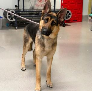 Chasey, German Shepherd Dog / Mixed Breed, young, available for adoption