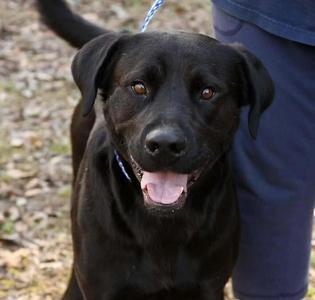 Clyde, Labrador Retriever / Mixed Breed, adult, available for adoption