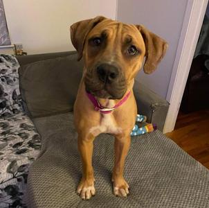 Baby Miami, Labrador Retriever / Mixed Breed, adult, available for adoption