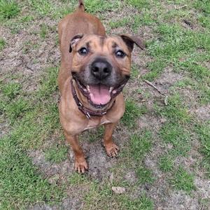 A brown dog with a black nose and floppy ears standing on grass, looking up with its mouth open and tongue out.