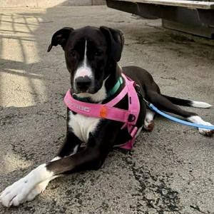 Canto, Labrador Retriever / American Staffordshire Terrier, adult, available for adoption