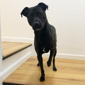 A black dog standing on a wooden floor, looking at the camera.