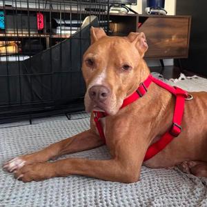Astro, American Staffordshire Terrier / Mixed Breed, adult, available for adoption