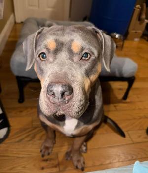 Brook Lynn, Mixed Breed, adult, available for adoption