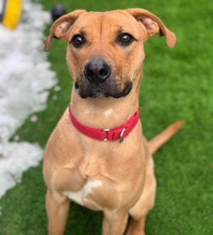 Asuka, Mixed Breed, adult, available for adoption