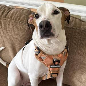 Candy, Mixed Breed, adult, available for adoption
