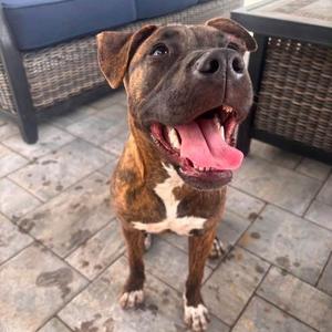 Briar Millie, American Staffordshire Terrier / Mixed Breed, young, available for adoption