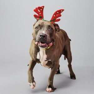 A brown dog wearing red reindeer antlers