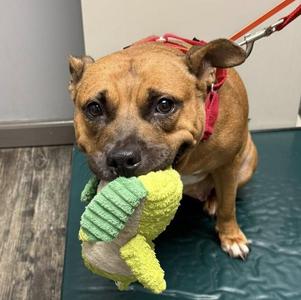 Chanel, American Staffordshire Terrier / Mixed Breed, adult, available for adoption