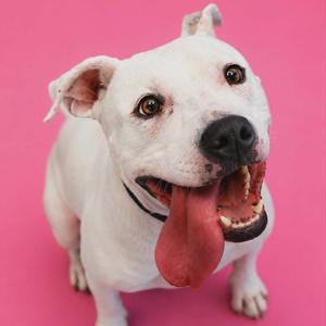 Sparky, Terrier, adult, available for adoption