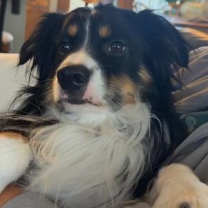 Joey, Shepherd, Australian, adult, available for adoption