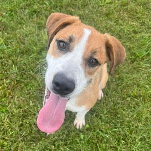 Bella B, Beagle, available for adoption