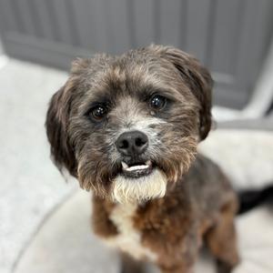 Marshall, Shih Tzu, adult, available for adoption