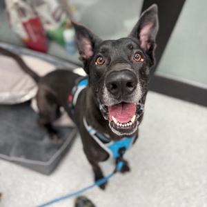 Hades, Shepherd, adult, available for adoption