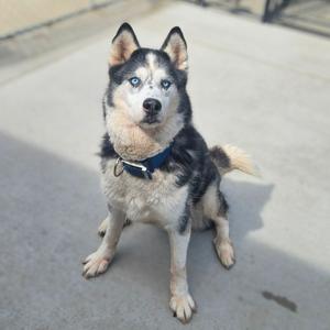 a black and white husky dog with blue eyes sitting on a concrete surface