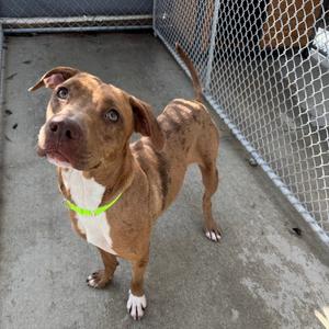 A brown and white dog with a green collar standing in a fenced area.