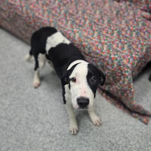 A black and white puppy standing on a carpeted floor, looking up at the camera.
