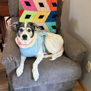 Bandit, Cattle Dog, Australian (Blue Heeler), senior, available for adoption