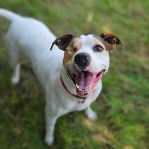Marlie, Terrier, adult, available for adoption