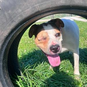Marlie, Terrier, adult, available for adoption